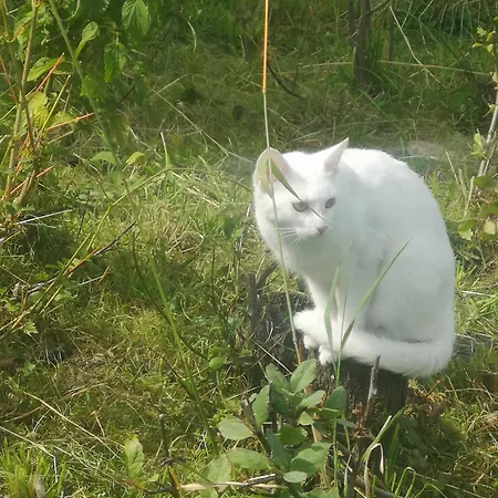 U Kozdryka 农家乐 *