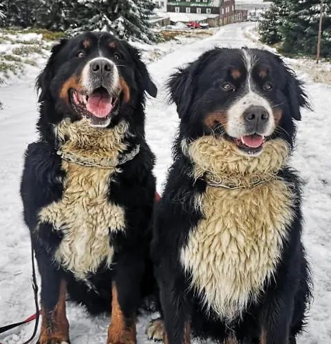 Фермерский дом U Kozdryka